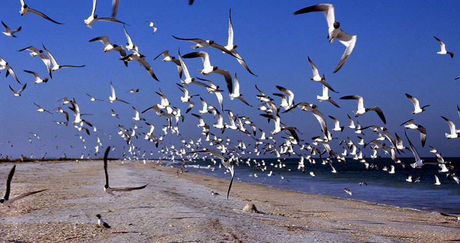Seagulls in Clearwater Beach, Florida